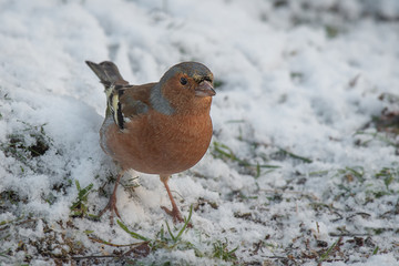 close up portrait of a male chaffinch standing on  snow covered grass looking for food