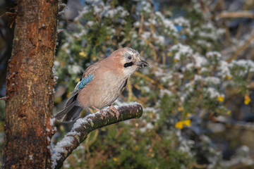 Close up of a jay. A jay is a kind of colourful, noisy bird in the crow family. Shown here alert and perched on a snow covered branch