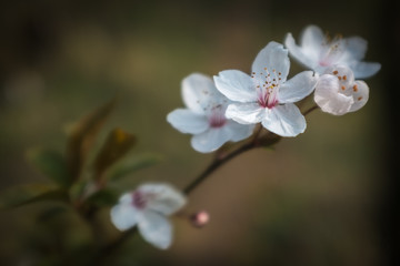 Fototapeta na wymiar Fleurs blanche du printemps