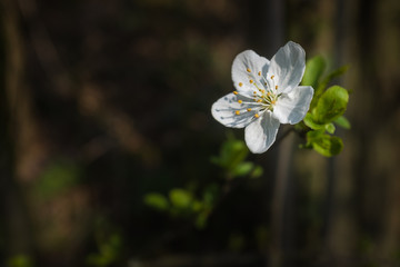 Fleurs blanche du printemps