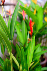 Fresh Red Heliconia Flower with blurred green leaves Background