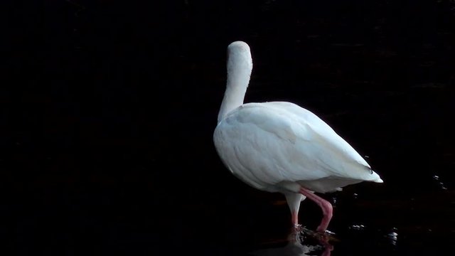 Beautiful white Ibis bird wading in water while hunting for fish in a dark river