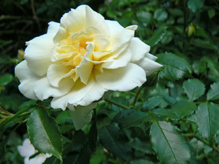 yellow rose in bloom