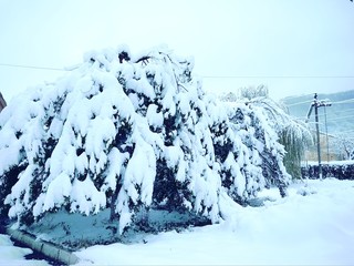 Fototapeta na wymiar beautiful winter day in a snowy park