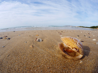 Fototapeta na wymiar Sea shells on Lookout Beach. Plettenberg Bay. Garden Route. Western Cape. South Africa