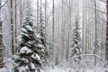 Fototapeta premium Snowy forest in winter