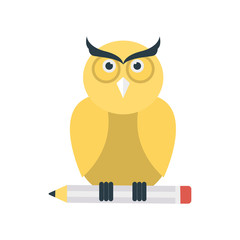 owl   bird   education