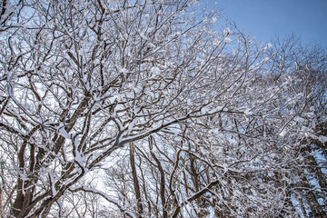 青空と雪と枯れ木と