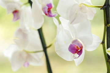 Fototapeta na wymiar Branch of blooming pink orchid close up