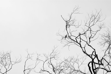 a bird on tree branches on a white background