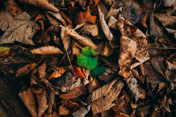 new life with dead leaves
