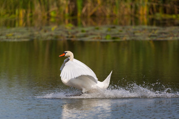 mute swan (cygnus olor) landing on water surface, reed