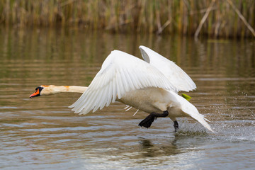 white mute swan (cygnus olor) running on water, spread wings, reed © Pascal Halder