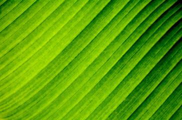 Banana leaf