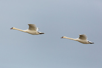 side view portrait two mute swans (cygnus olor) in consecutive flight