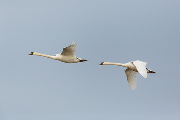 two mute swans (cygnus olor) in consecutive flight