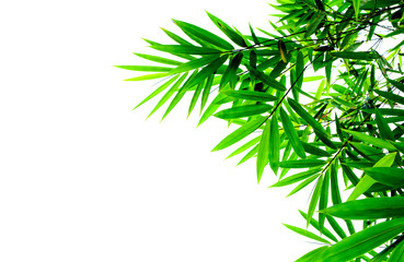 Green bamboo leaves on a white background