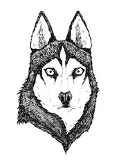 Husky dog ​portrait. Ink hand drawn, handmade illustration. Wolf full face. Can be used as print, tattoo idea, card, etc.