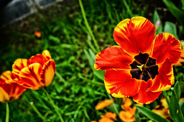 Fototapeta premium Red tulips garden close up view