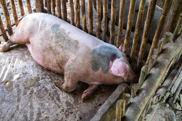 Pig Sleeping in a Tribal Pig Local Farm, Young Pig in the Outdoor Wood Cage