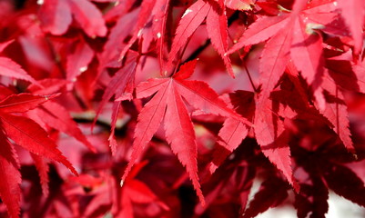 appreciate colorful beauty of Japanese maple leaves during Autumn in Japan