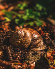 snail resting in a forest