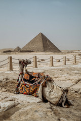 The camel feels great in desert, despite the heat, Giza, Egypt.