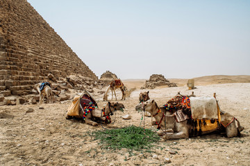 Camel and Great Pyramid of Giza