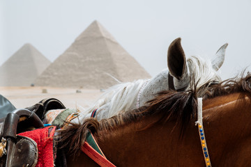 horses in desert near pyramids in Giza, Egypt