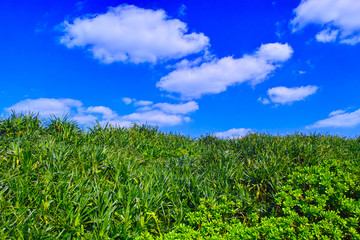 Fototapeta na wymiar 宮古島の東平安名崎に群生する熱帯植物と青空と雲 