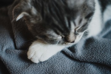 Cute little sleepy Scottish Fold kitten on the sofa  