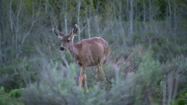 Grand Teton National Park - deer grazing in meadow after dark or early morning. 4K