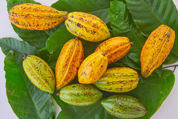 Fresh cocoa fruits with green leaf on white background
