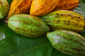 Fresh cocoa fruits with green leaf on white background