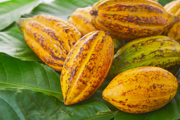 Fresh cocoa fruits with green leaf on white background