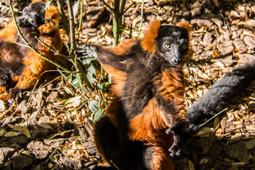 Red-bellied lemur, eulemur rubriventer, taking sunbath