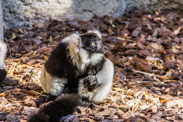 Black and white ruffed lemur sitting on the ground