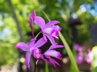 初夏の花