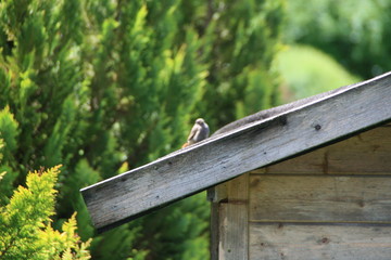 Vogel auf dem Dach