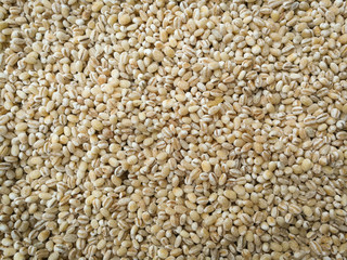 sorghum seed background / grains or cereal sorghum seed pile on the texture background