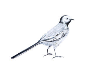 The bird is the white Wagtail. Watercolor illustration isolated on white.