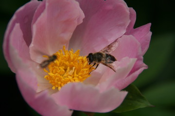 Blumen