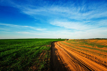 Yellow Field and Beautiful Sunset