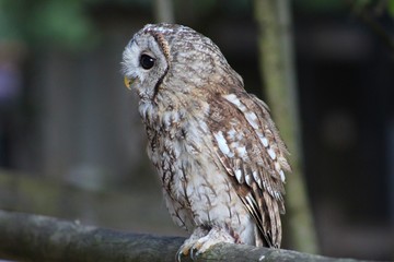 Chouette en semi liberté à Rocamadour