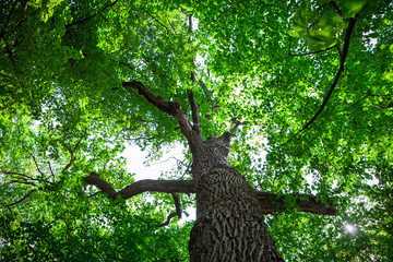 forest trees nature green wood sunlight backgrounds