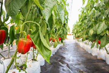 Fresh red bell peppers with green leaves growing in greenhouse garden