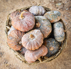 thai pumpkin yellow and green on the bamboo basket on ground - harvest from agriculture pumpkin garden