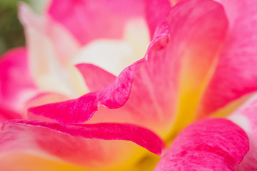 Pink rose flower closeup abstract background