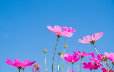 Obraz na płótnie Canvas Cosmos flowers blooming on blue sky background