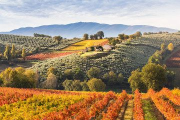 Fototapeta na wymiar Montefalco Wineyards, Perugia province, Umbria, Italy